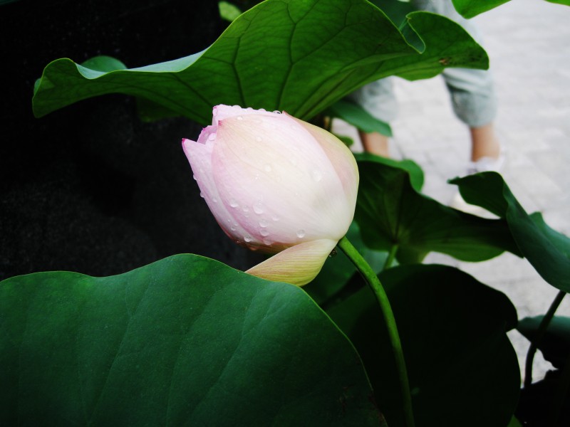 Lotus